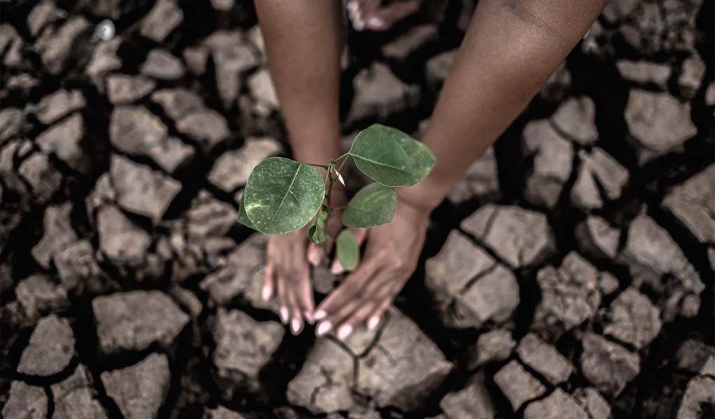 Two-hands-are-planting-trees-dry-cracked-soil-global